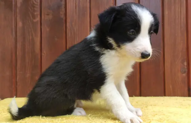 Szczeniak BORDER COLLIE z Hodowli - Rasowa suczka z pełną do 3