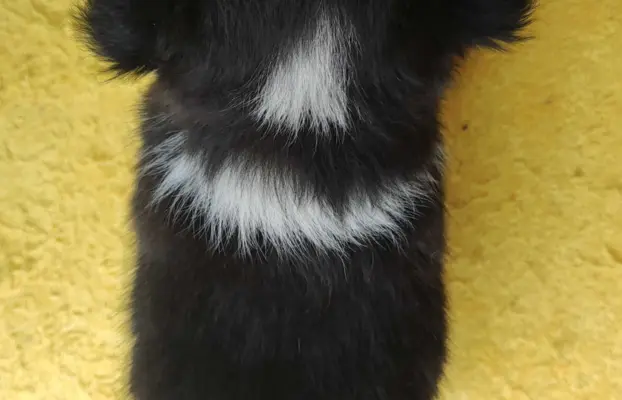 Szczeniak BORDER COLLIE z Hodowli - Rasowa suczka z pełną do 4