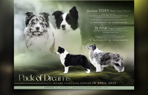 Wyjątkowy piesek Border Collie FCI - gotowy do kochania! 4