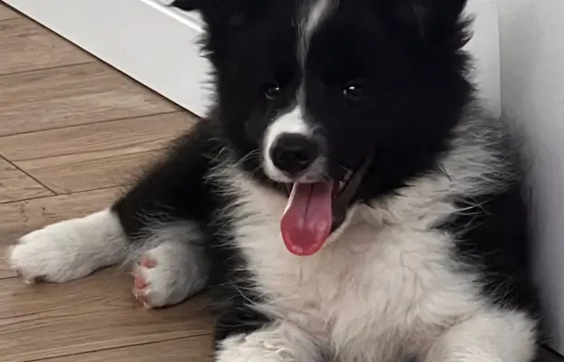 Wyjątkowy piesek Border Collie FCI - gotowy do kochania! 2