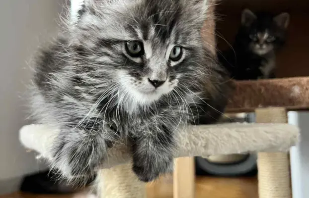 Śliczne Kotki Maine Coon 1