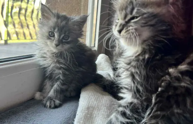 Śliczne Kotki Maine Coon 2