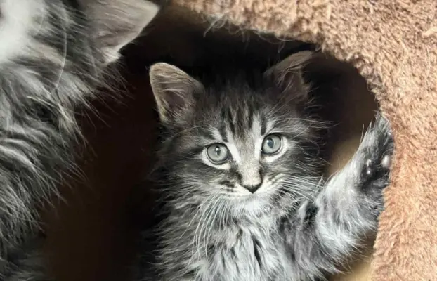 Śliczne Kotki Maine Coon 3