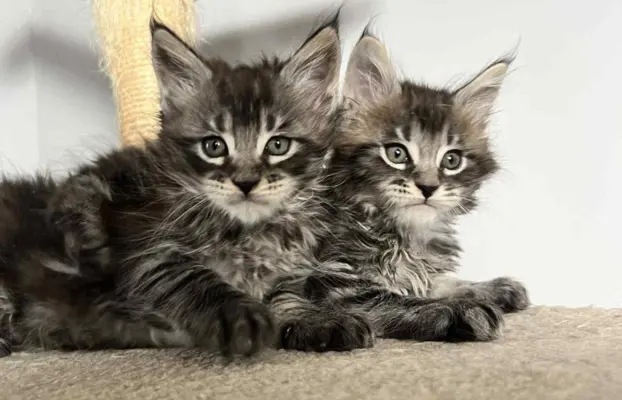 Śliczne Kotki Maine Coon 4