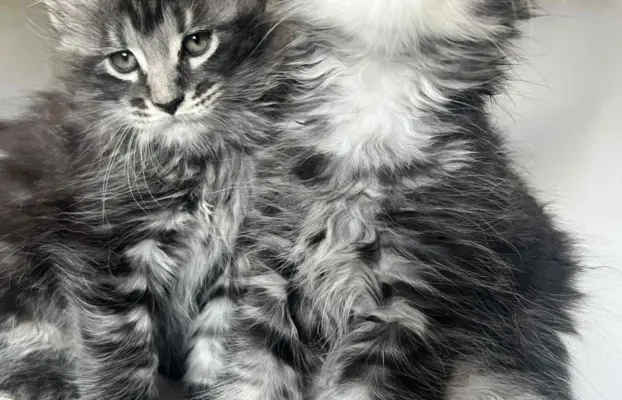 Śliczne Kotki Maine Coon 5