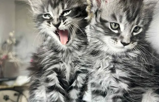 Śliczne Kotki Maine Coon 6
