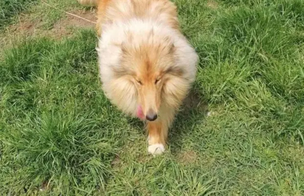 Pies owczarek szkocki collie 3