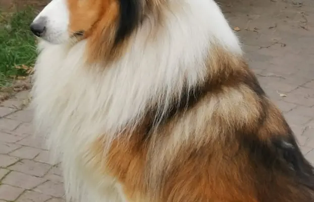 Pies owczarek szkocki collie 4