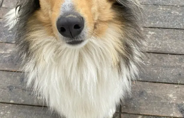 Pies owczarek szkocki collie 7