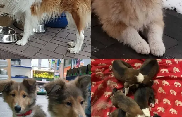 Pies owczarek szkocki collie 6