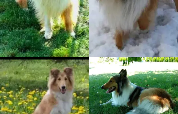 Pies owczarek szkocki collie 5