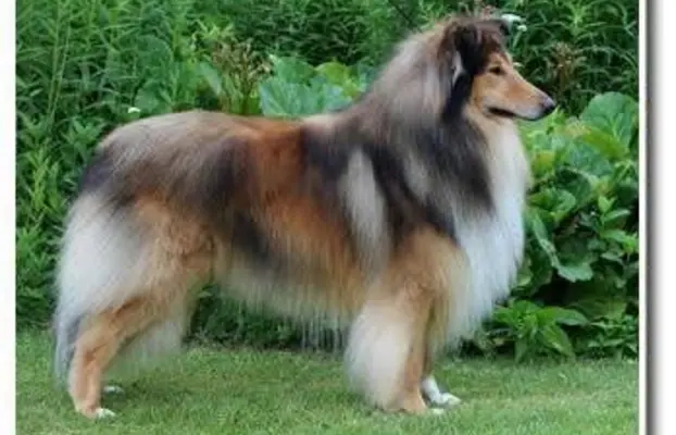 Pies owczarek szkocki collie 8