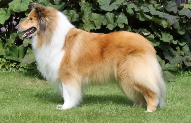 Pies owczarek szkocki collie 9