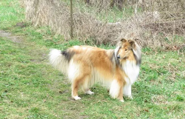 Pies owczarek szkocki collie 10