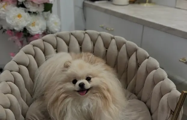 Reproduktor cream pomeranian szpic Lorens cudowny 1