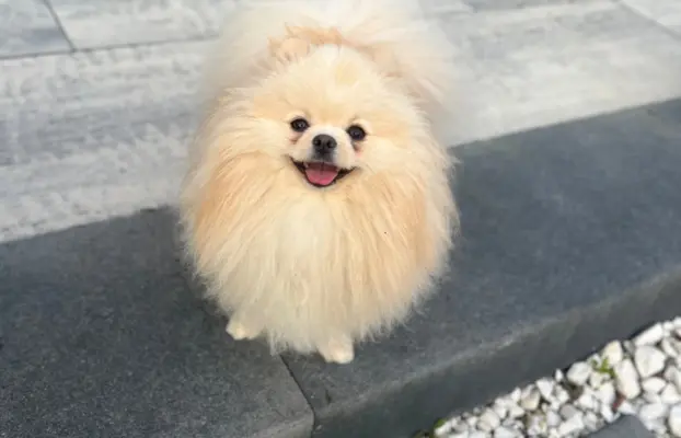 Reproduktor cream pomeranian szpic Lorens cudowny 2