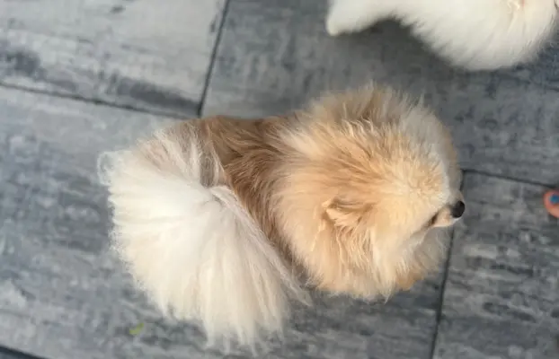 Reproduktor cream pomeranian szpic Lorens cudowny 3
