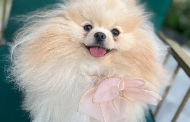 Reproduktor cream pomeranian szpic Lorens cudowny 4