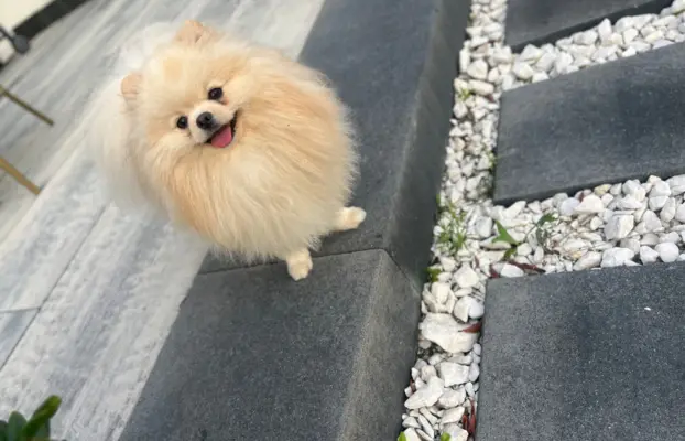 Reproduktor cream pomeranian szpic Lorens cudowny 5