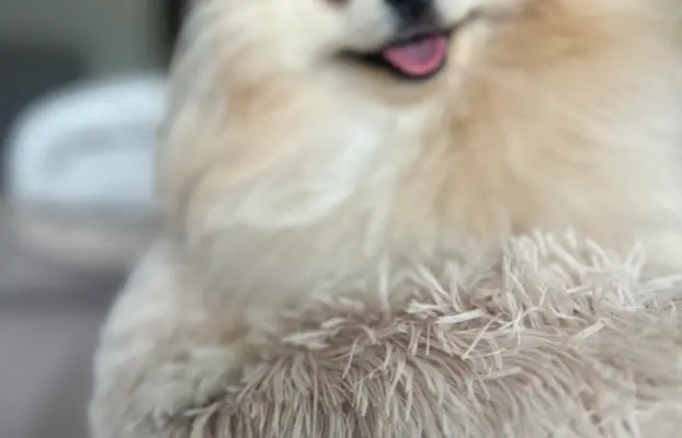 Reproduktor cream pomeranian szpic Lorens cudowny 6