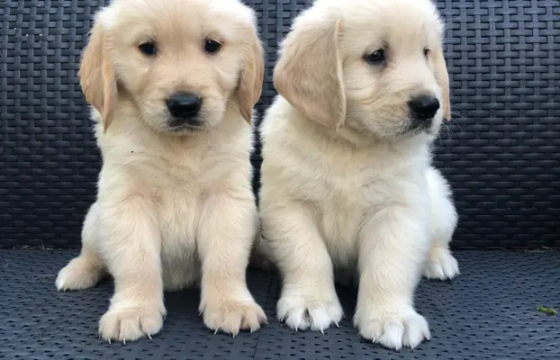 Golden Retriever,szczenięta! 2