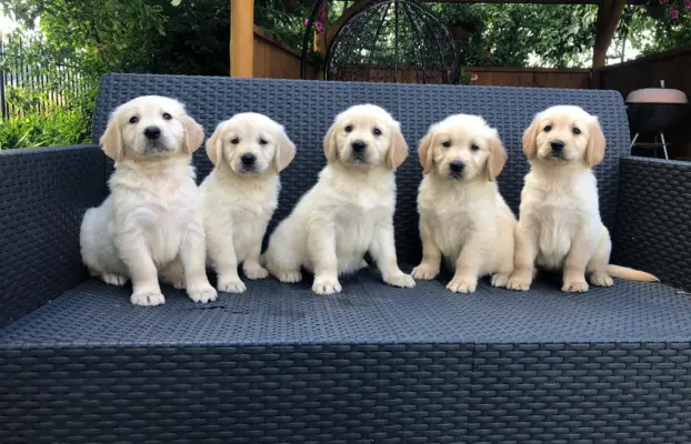 Golden Retriever,szczenięta! 3