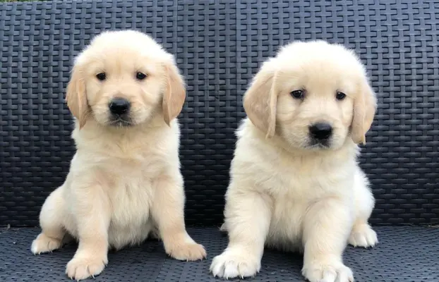 Golden Retriever,szczenięta! 4