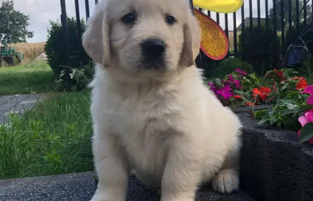 Golden Retriever,szczenięta! 5