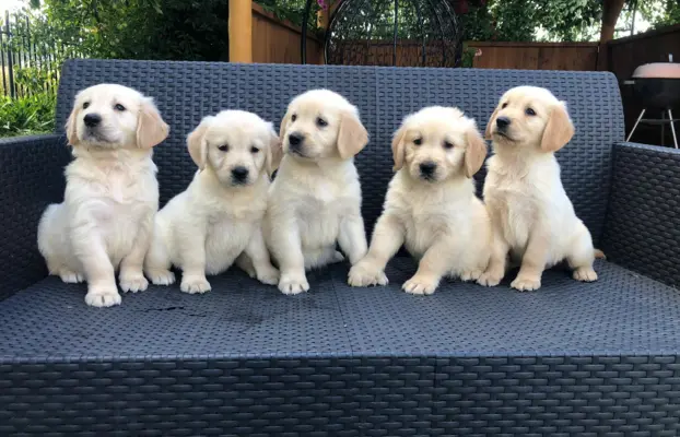 Golden Retriever,szczenięta! 6
