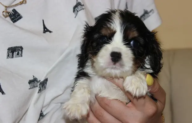 Cavalier King Charles Spaniel szczeniaczki ZKwP po CH.PL. 3