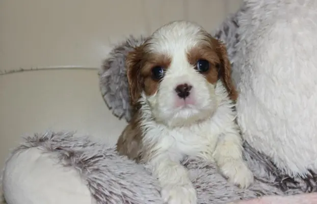 Cavalier King Charles Spaniel szczeniaczki ZKwP po CH.PL. 4