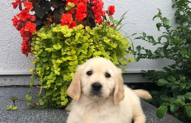 Golden Retriever,szczenięta! 1