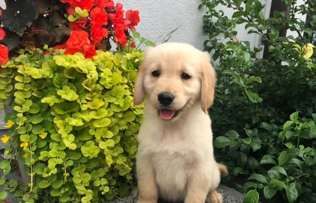 Golden Retriever,szczenięta! 7