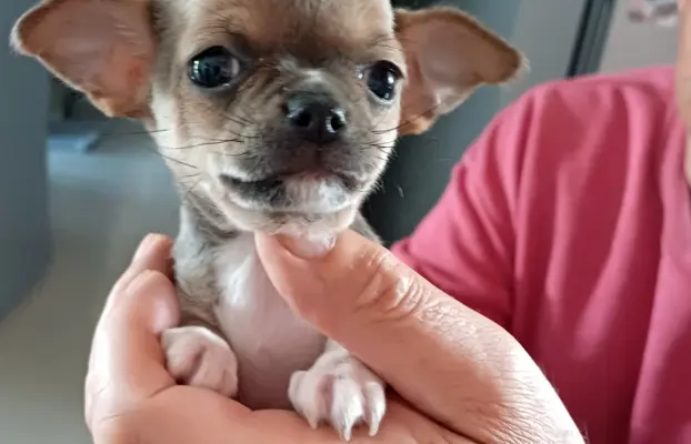 CHIHUAHA Krótkowłosa Niebieska 3