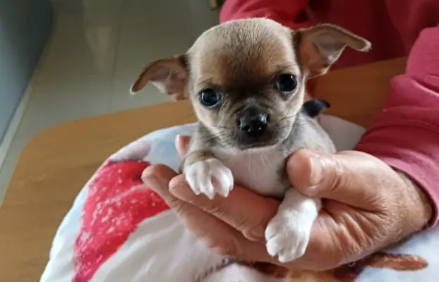 CHIHUAHA Krótkowłosa Niebieska 4