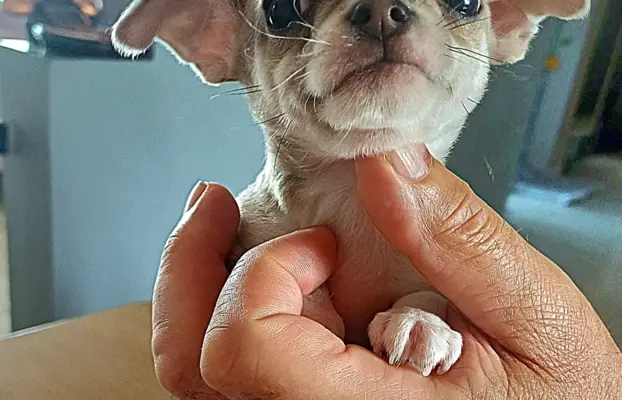 CHIHUAHA Krótkowłosy Niebieska Królewicz 1