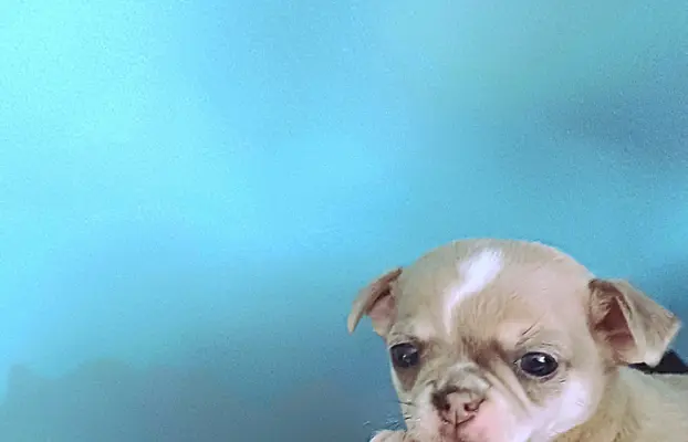 CHIHUAHA Krótkowłosy Niebieska Królewicz 3