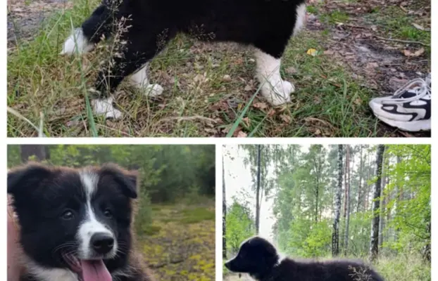 Wyjątkowy piesek Border Collie FCI - gotowy do kochania! 1