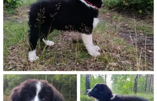 Wyjątkowy piesek Border Collie FCI - gotowy do kochania! 2