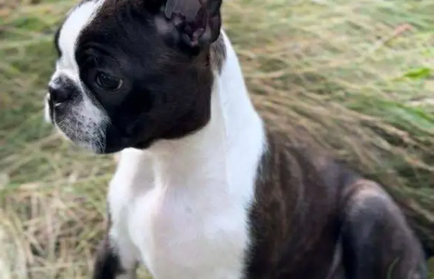 Suczki boston terrier 1