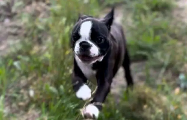 Suczki boston terrier 2