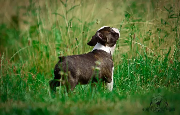 Suczki boston terrier 3