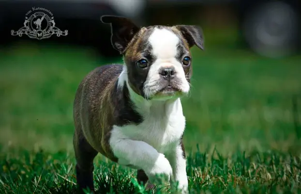 Suczki boston terrier 4