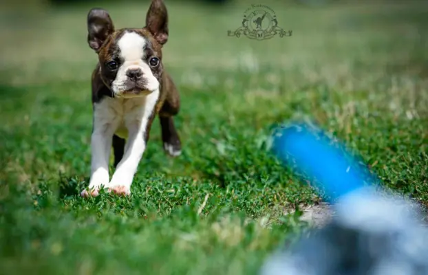 Suczki boston terrier 5