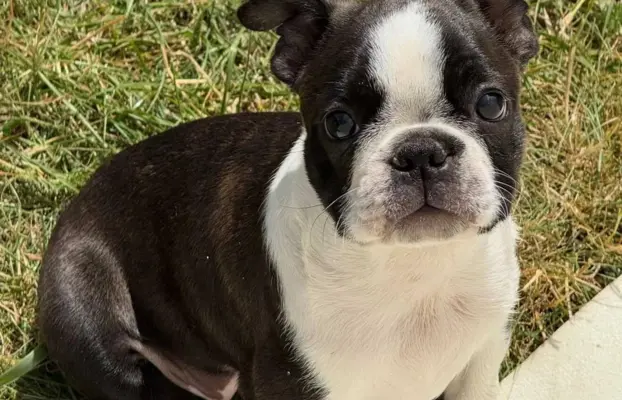 Suczki boston terrier 7