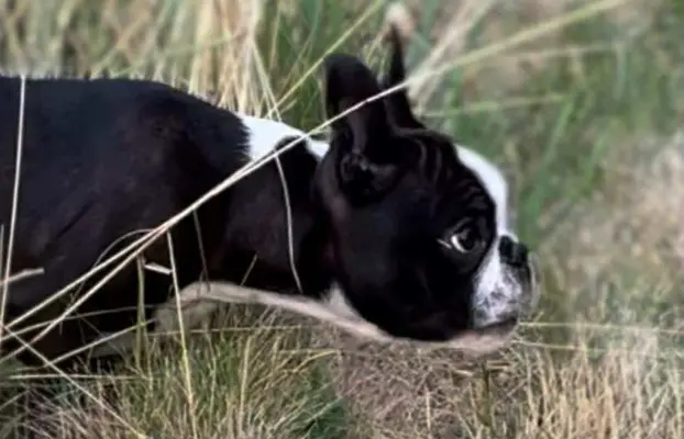 Suczki boston terrier 9