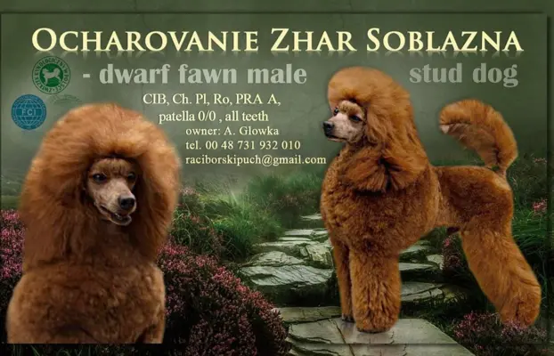 Pudel miniaturowy 6