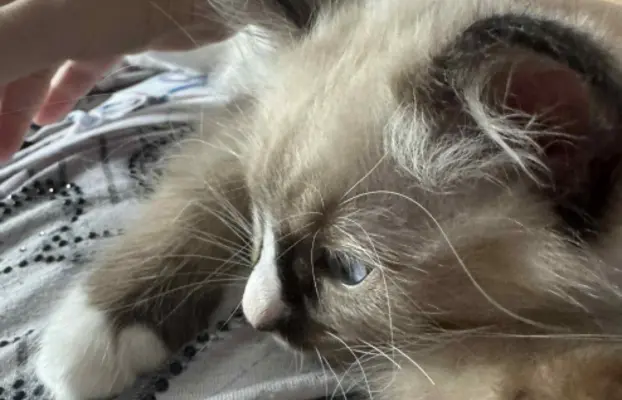 Kocurek Ragdoll seal mitted -   odbiór połowa sierpnia 2