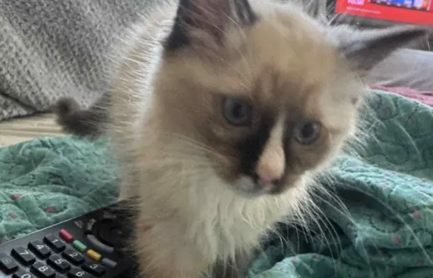 Kocurek Ragdoll seal mitted -   odbiór połowa sierpnia 3