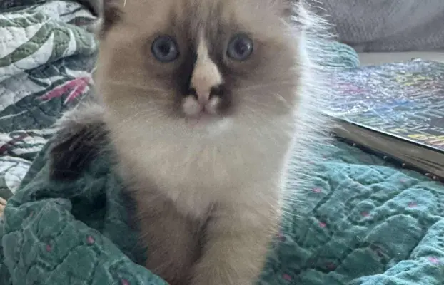 Kocurek Ragdoll seal mitted -   odbiór połowa sierpnia 5